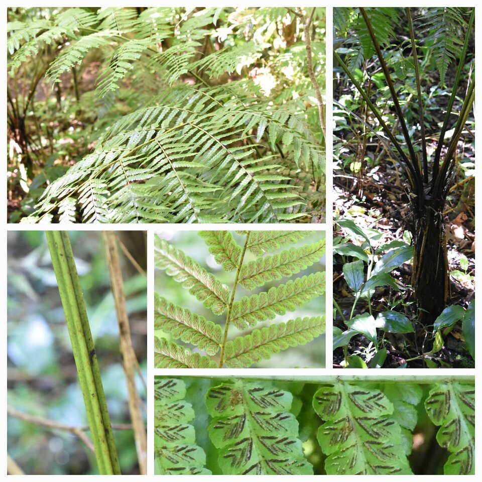 Athyrium arborescens (ex Diplazium) - ATHYRIACEAE - Endemique region malgache - 20230531_120539.jpg