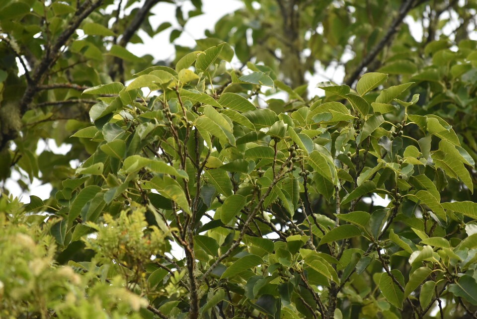 Ficus densifolia - Grand affouche - MORACEAE - Endemique Reunion Maurice - MB3_2400.jpg