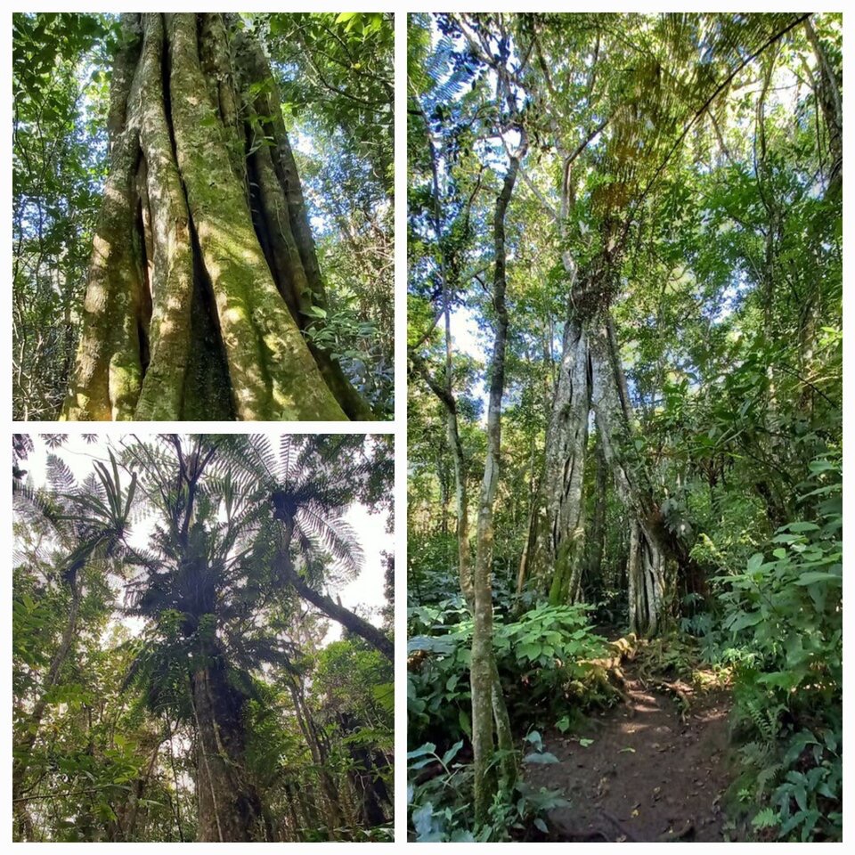 Les majestueux de la foret de Bon accueil - 20230531_121700.jpg