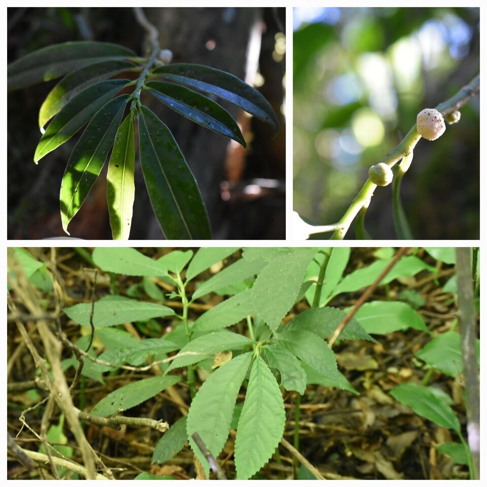 Procris pedunculata - URTICACEAE - Indigene Reunion (en haut) - ELATOSTEMA fagifolium - URTICACEAE - Endemique Reunion (en bas) -20230531_120641.jpg