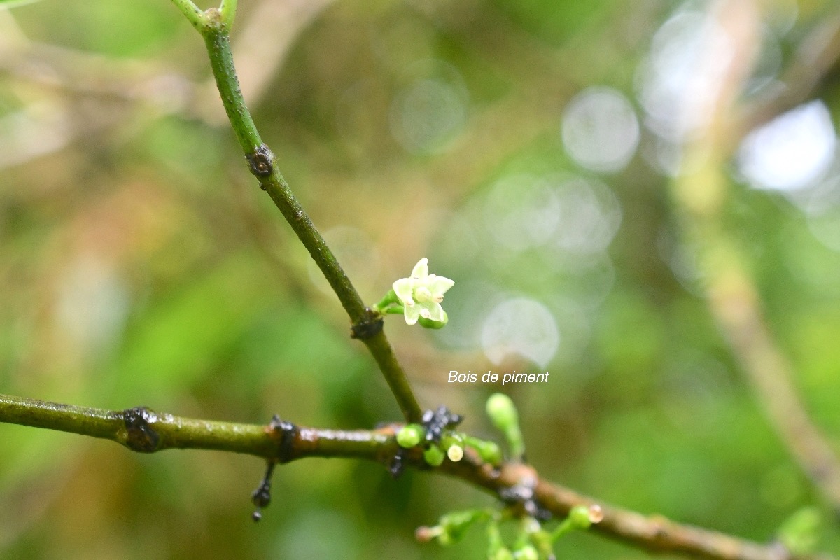  Geniostoma borbonicum Bois de piment Loganiaceae Endémique La Réunion, Maurice 9363.jpeg