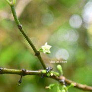  Geniostoma borbonicum Bois de piment Loganiaceae Endémique La Réunion, Maurice 9363.jpeg