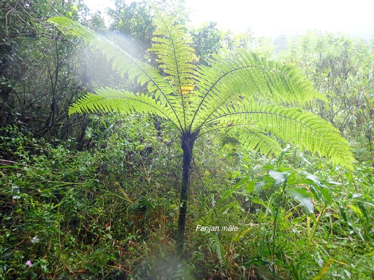 Alsophila borbonica Fanjan mâle Cyatheaceae Endémique La Réunion 18.jpeg