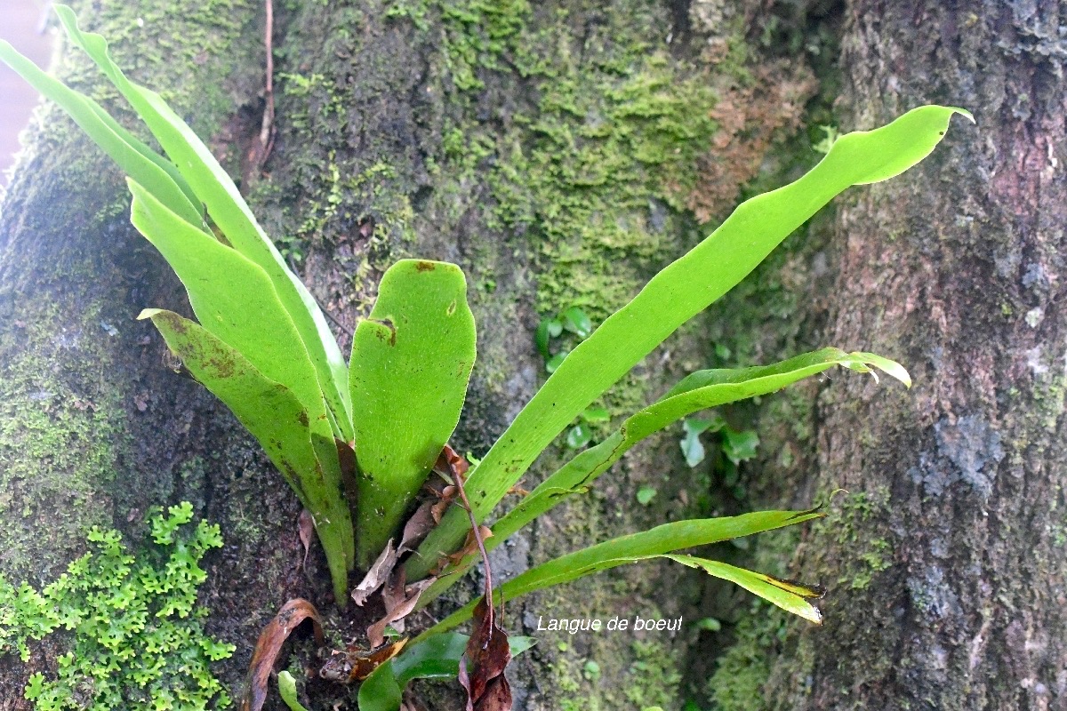 Anthrophyopsis boryana Langue de boeuf Pteridaceae Indigène La Réunion 9381.jpeg