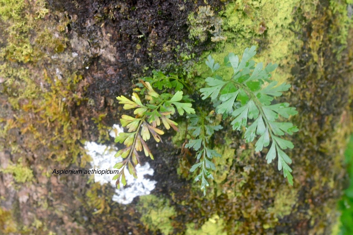 Asplenium aethiopicum Aspleniaceae Indigène la Réunion 9385.jpeg