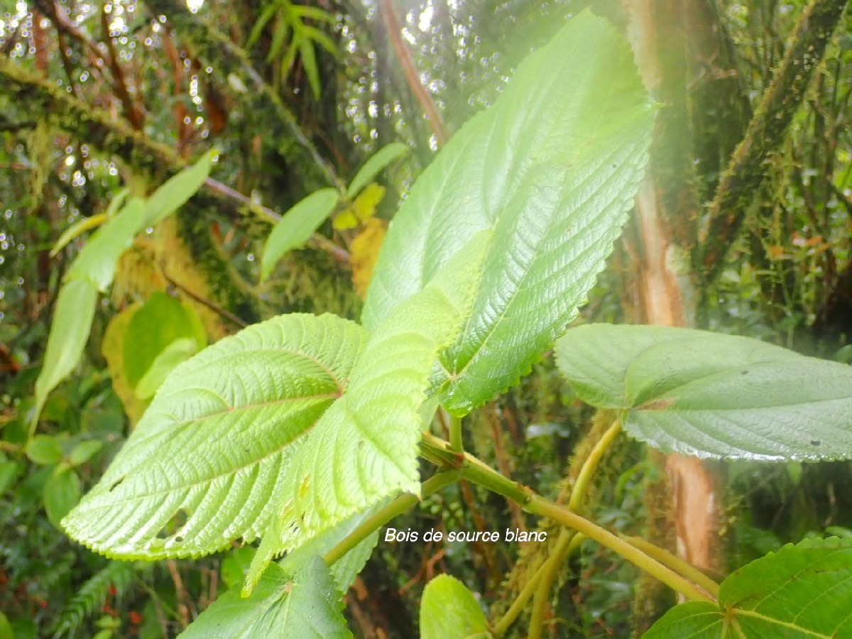 Boehmeria stipularis Bois de source blanc  Urticaceae Endémique La Réunion 36.jpeg