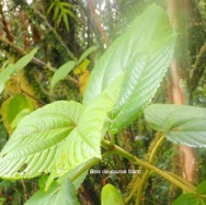 Boehmeria stipularis Bois de source blanc  Urticaceae Endémique La Réunion 36.jpeg