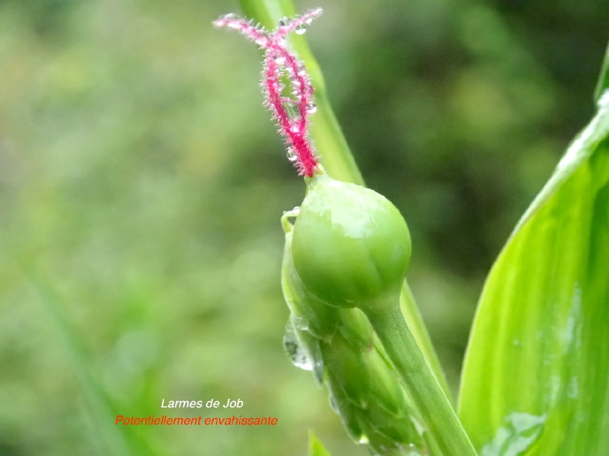 Coix lacryma -jobi Larmes de Job Poaceae Pot envahissante 08.jpeg