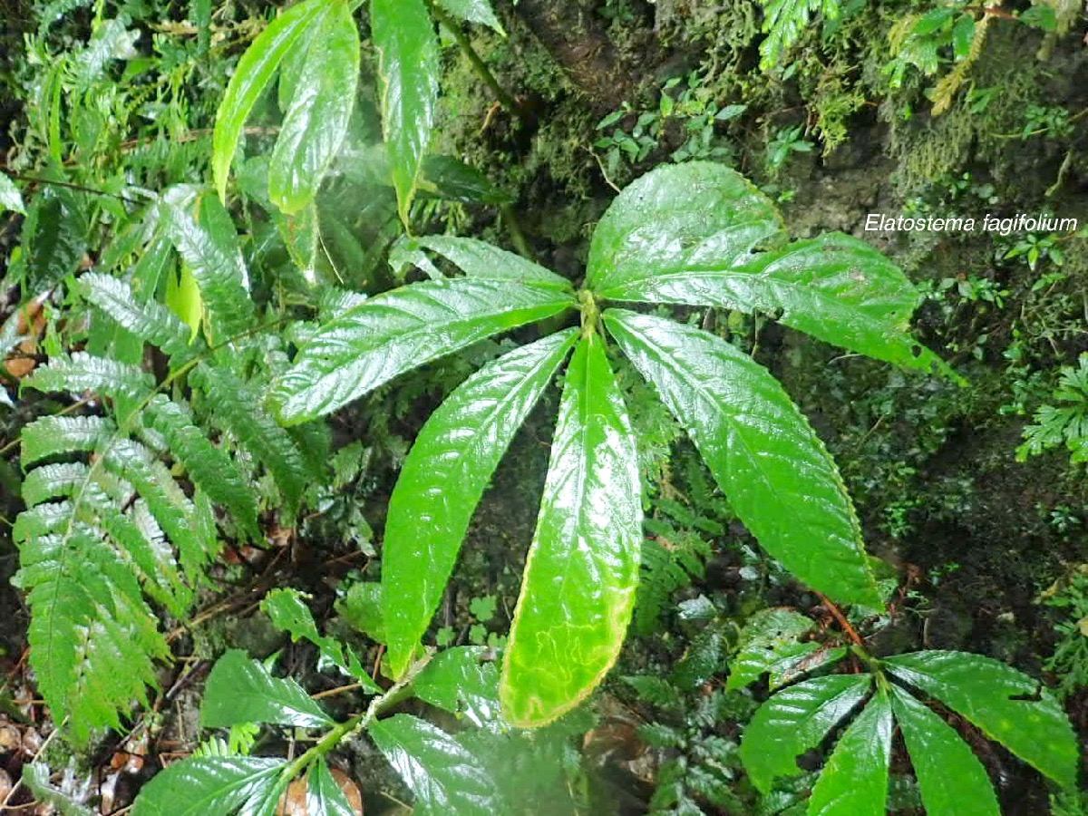 Elatostema fagifolium Urticaceae End émique La Réunion, Maurice 23.jpeg