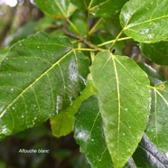 Ficus lateriflora Affouche blanc Moraceae  Endémique La Réunion ,Maurice 9365.jpeg