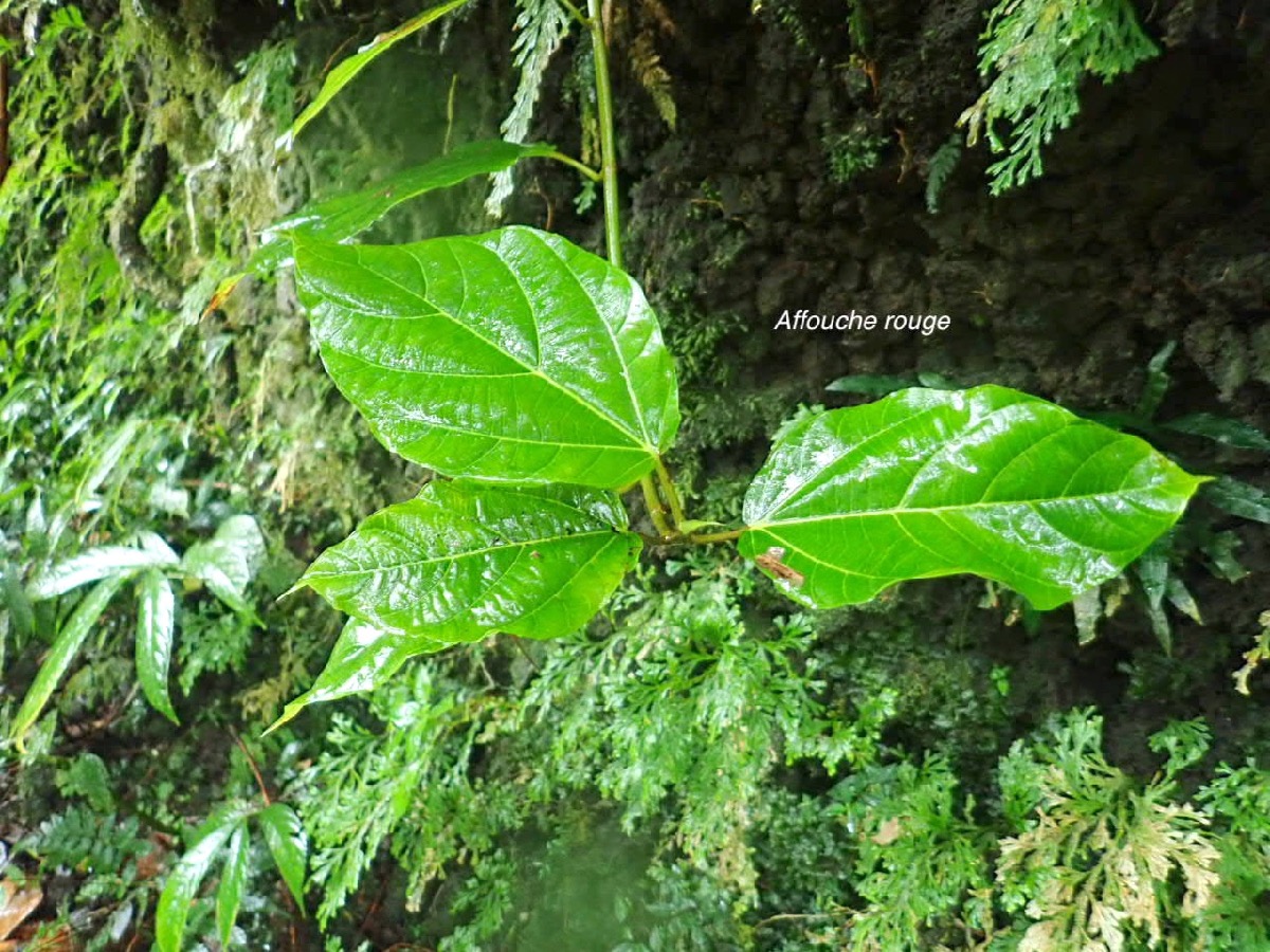 Ficus mauritiana Affouche rouge Moraceae  Endémique La Réunion, Maurice 22.jpeg