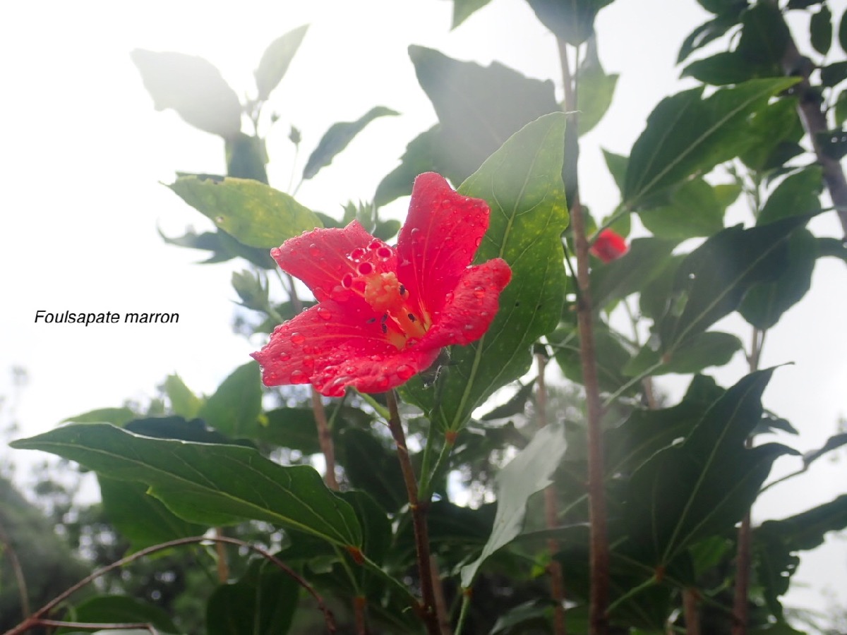 Hibiscus boryanus Foulsapate marron Malvaceae Endémique La Réunion, Maurice 32.jpeg