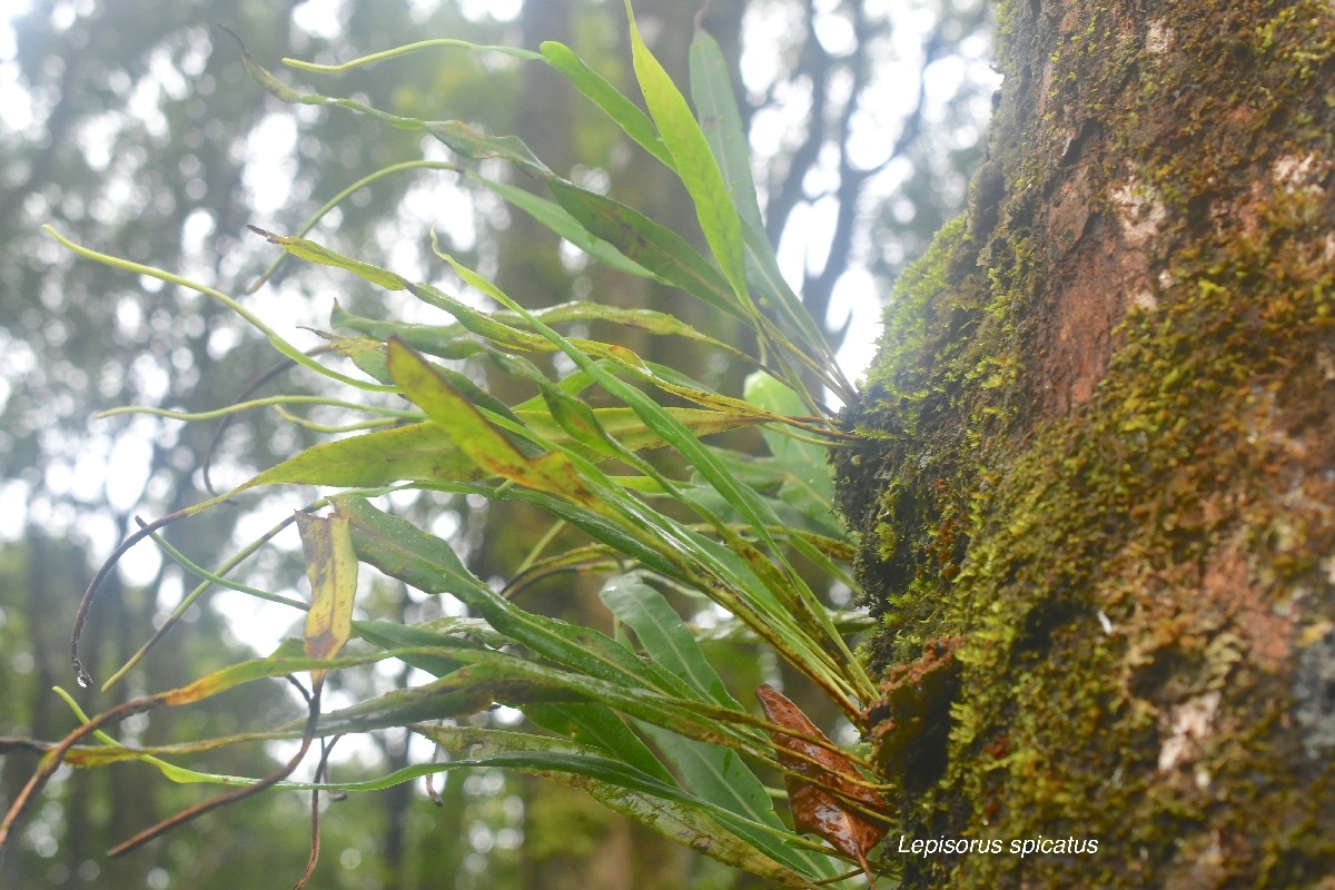 Lepisorus spicatus Polypodiaceae Indigène La Réunion 9384.jpeg