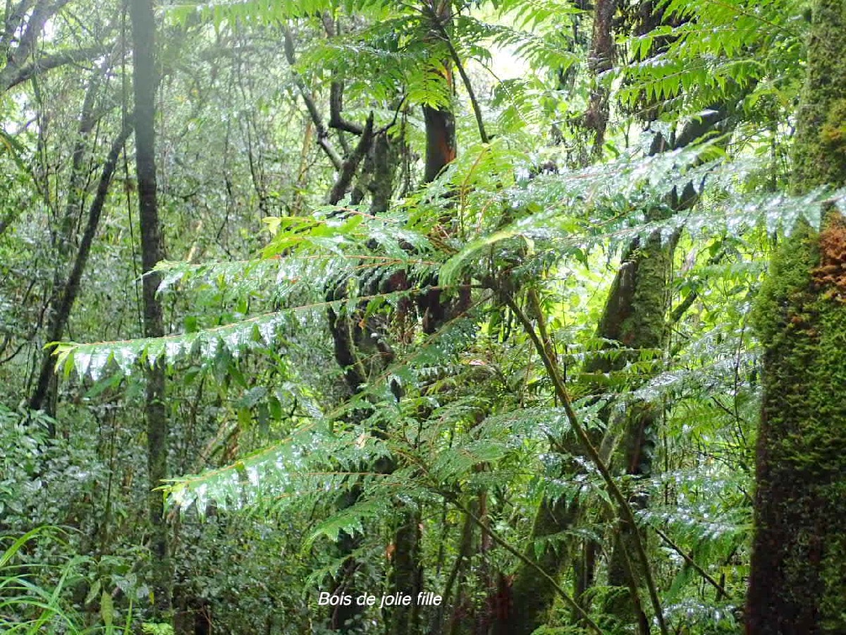 Phyllanthus consanguineus Bois de jolie fille Phyllanthaceae Endémique La Réunion 21.jpeg