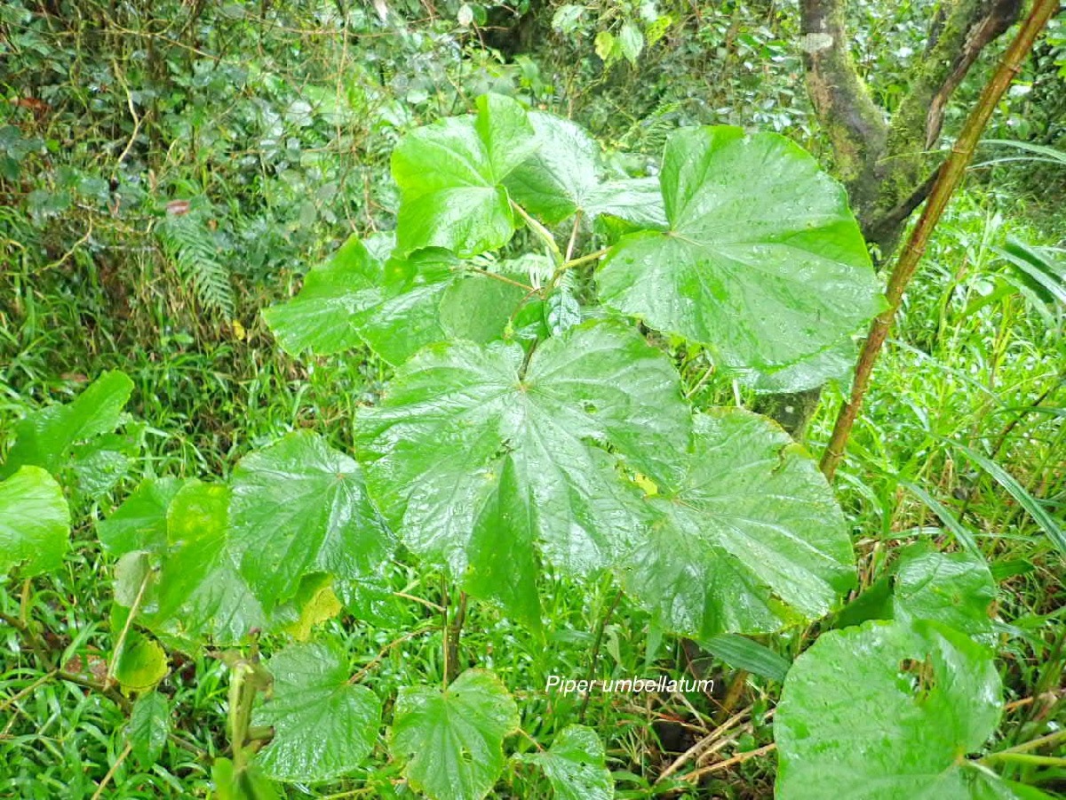 Piper umbellatum Piperaceae Cryptogène 01.jpeg