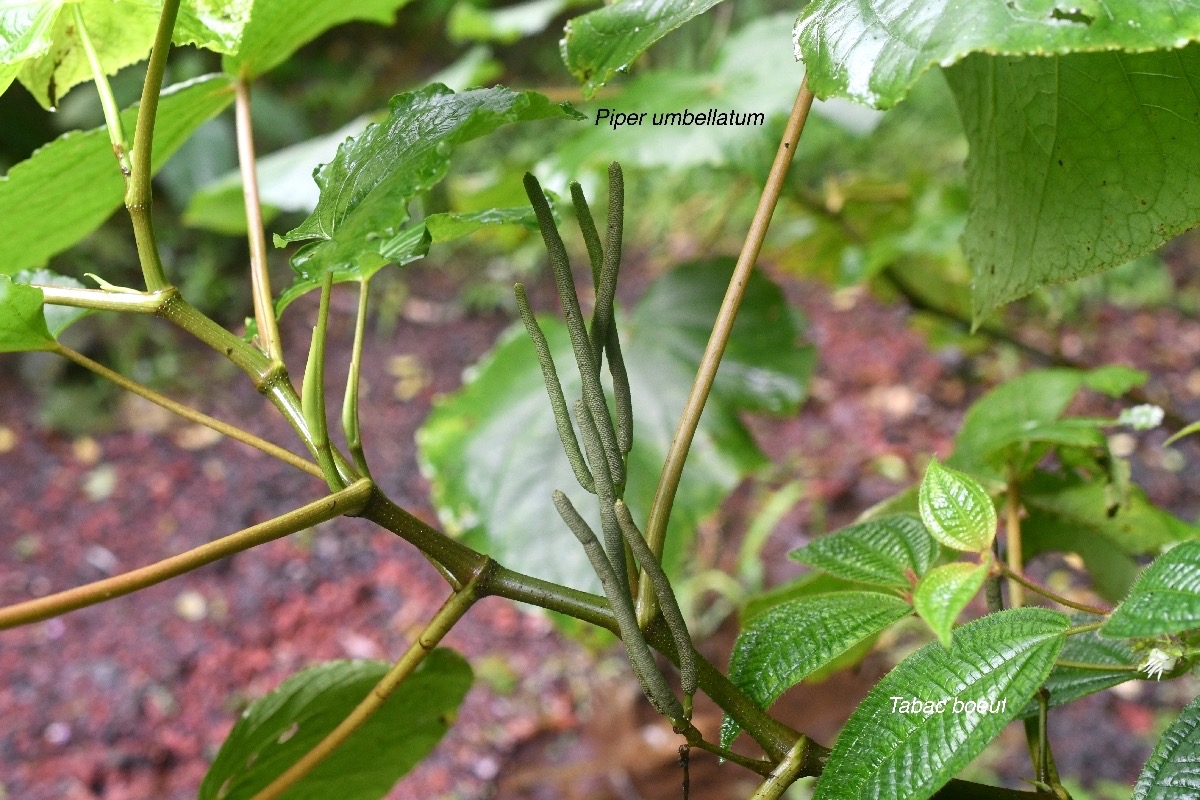 Piper umbellatum Piperaceae Cryptogène 9371.jpeg