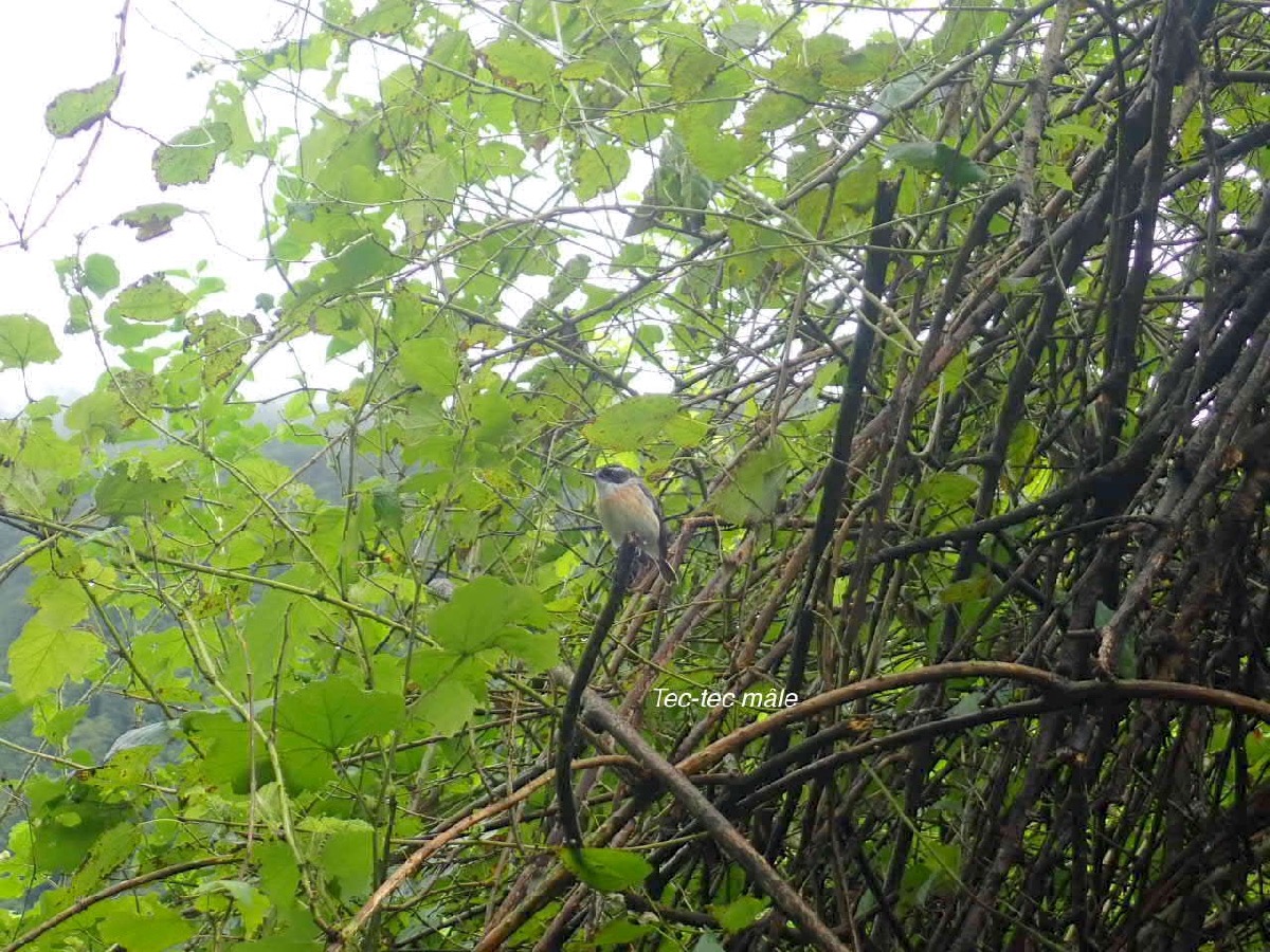 Saxicola tectes Tec-tec Muscicapidae Endémique La Réunion 45.jpeg