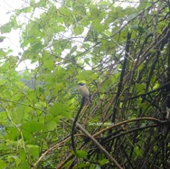 Saxicola tectes Tec-tec Muscicapidae Endémique La Réunion 45.jpeg