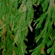 Selaginella distachya Sélaginelle Selaginellaceae Endémique La Réunion, Maurice 16.jpeg