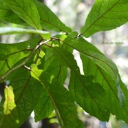 Acalypha integrifolia Bois de violon Euphorbiaceae Indigène La Réunion 2965.jpeg