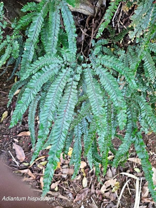 Adiantum hispidulum Pteridaceae Indigène La Réunion 06.jpeg