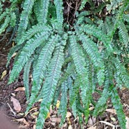 Adiantum hispidulum Pteridaceae Indigène La Réunion 06.jpeg