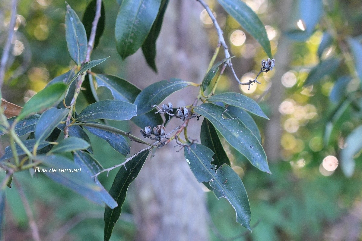 Agarista salicifolia Bois de rempart Ericaceae Indigène La Réunion 2862.jpeg