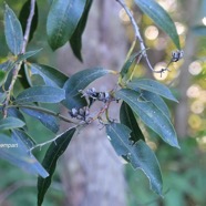 Agarista salicifolia Bois de rempart Ericaceae Indigène La Réunion 2862.jpeg