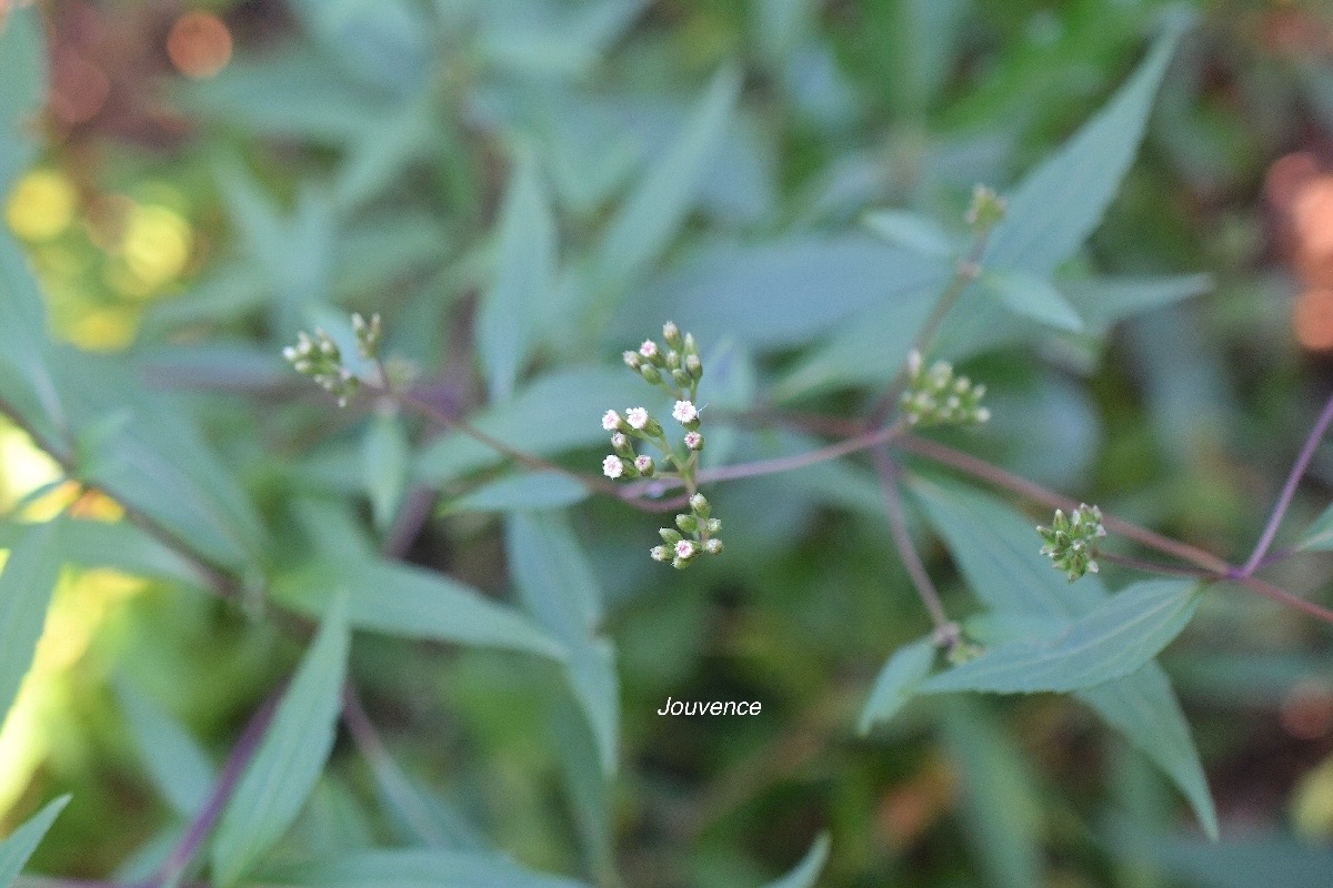 Ageratina riparia Jouvence Asteraceae E E 2865.jpeg