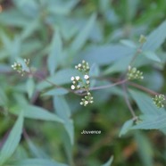 Ageratina riparia Jouvence Asteraceae E E 2865.jpeg