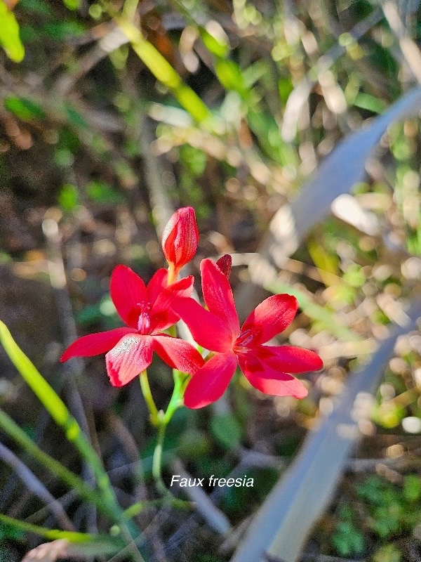 Anomatheca laxa Faux freesia Iridaceae Sténonaturalisé 44.jpeg