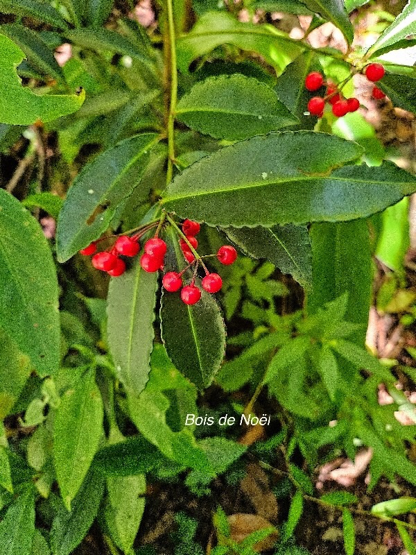 Ardisia crenata Bois de Noël Primulaceae E E 11.jpeg