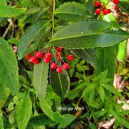 Ardisia crenata Bois de Noël Primulaceae E E 11.jpeg