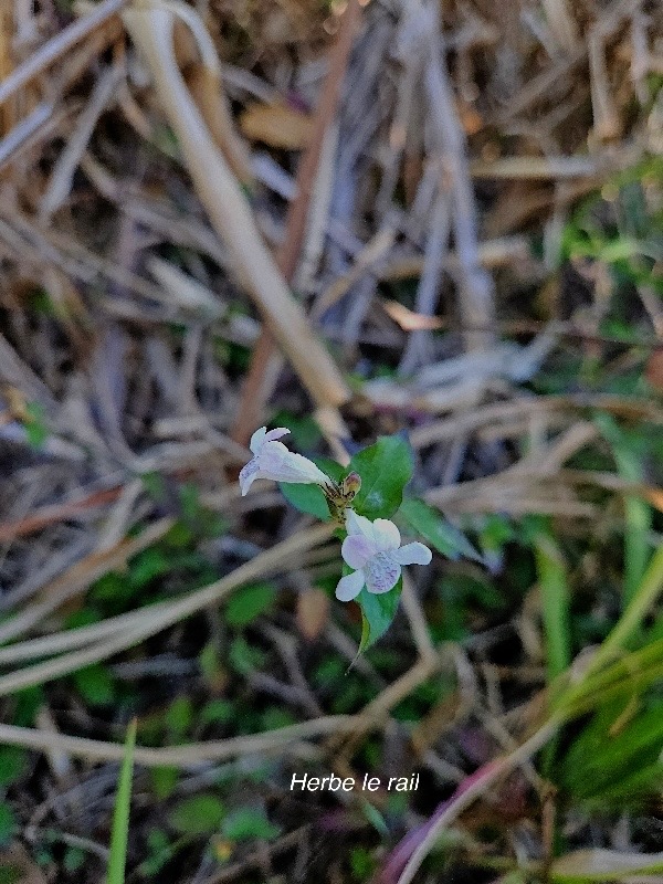 Asystasia gangetica Herbe le rail Acanthaceae Sténonaturalisé 28.jpeg