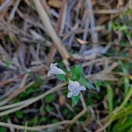 Asystasia gangetica Herbe le rail Acanthaceae Sténonaturalisé 28.jpeg