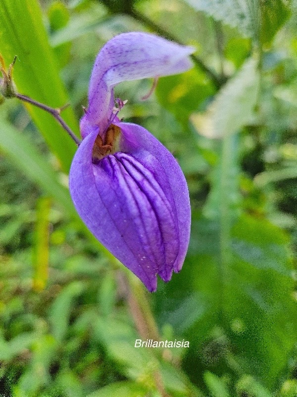 Brillantaisia owariensis Brillantaisia Acanthaceae E milieu perturbé 26.jpeg