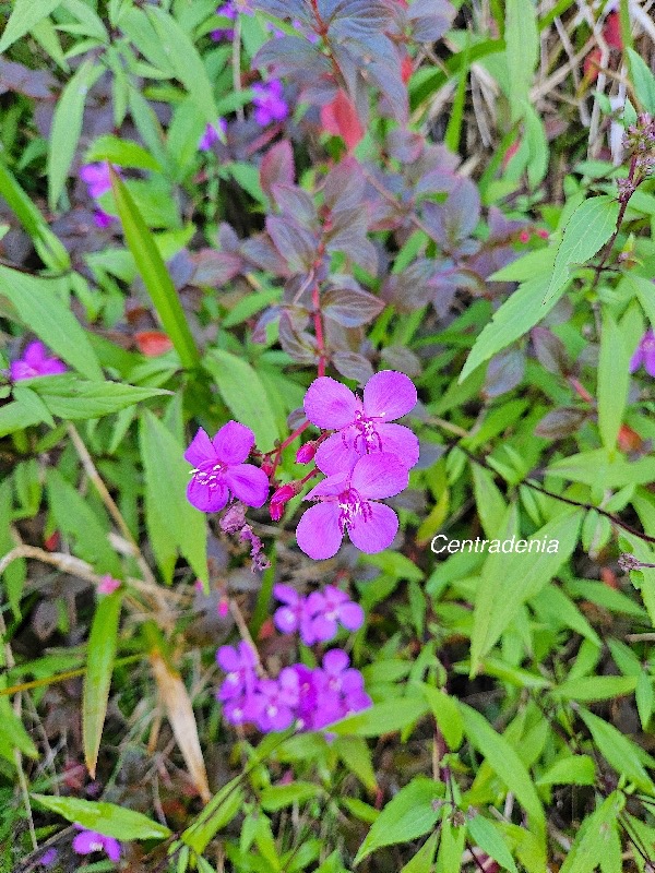 Centradenia inaequilateralis Centradenia Melastomataceae Mexique 48.jpeg