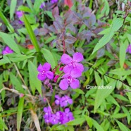 Centradenia inaequilateralis Centradenia Melastomataceae Mexique 48.jpeg