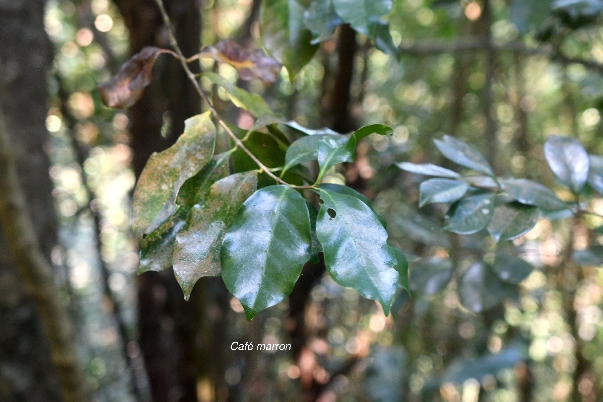 Coffea mauritiana Café marron Rubiaceae Endémique La Réunion, Maurice 2950.jpeg