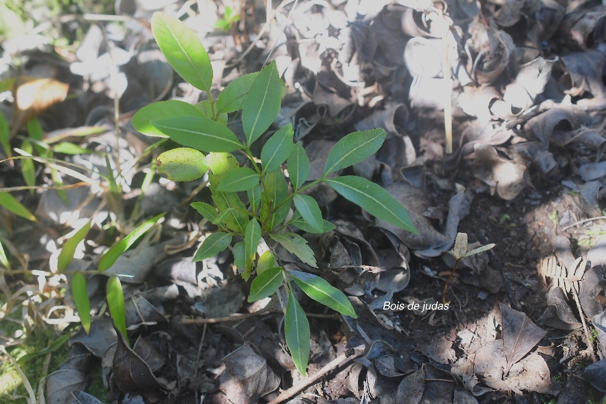 Cossinia pinnata Bois de judas juvénile Sapindaceae Endémique La Réunion, Maurice 2917.jpeg