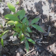 Cossinia pinnata Bois de judas juvénile Sapindaceae Endémique La Réunion, Maurice 2917.jpeg