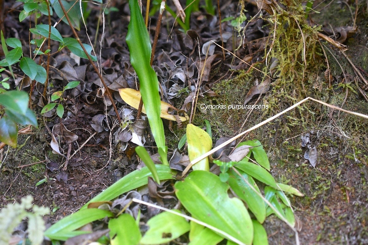 Cynorkis purpurascens Orchidaceae Indigène La Réunion 2911.jpeg