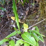 Cynorkis purpurascens Orchidaceae Indigène La Réunion 2911.jpeg