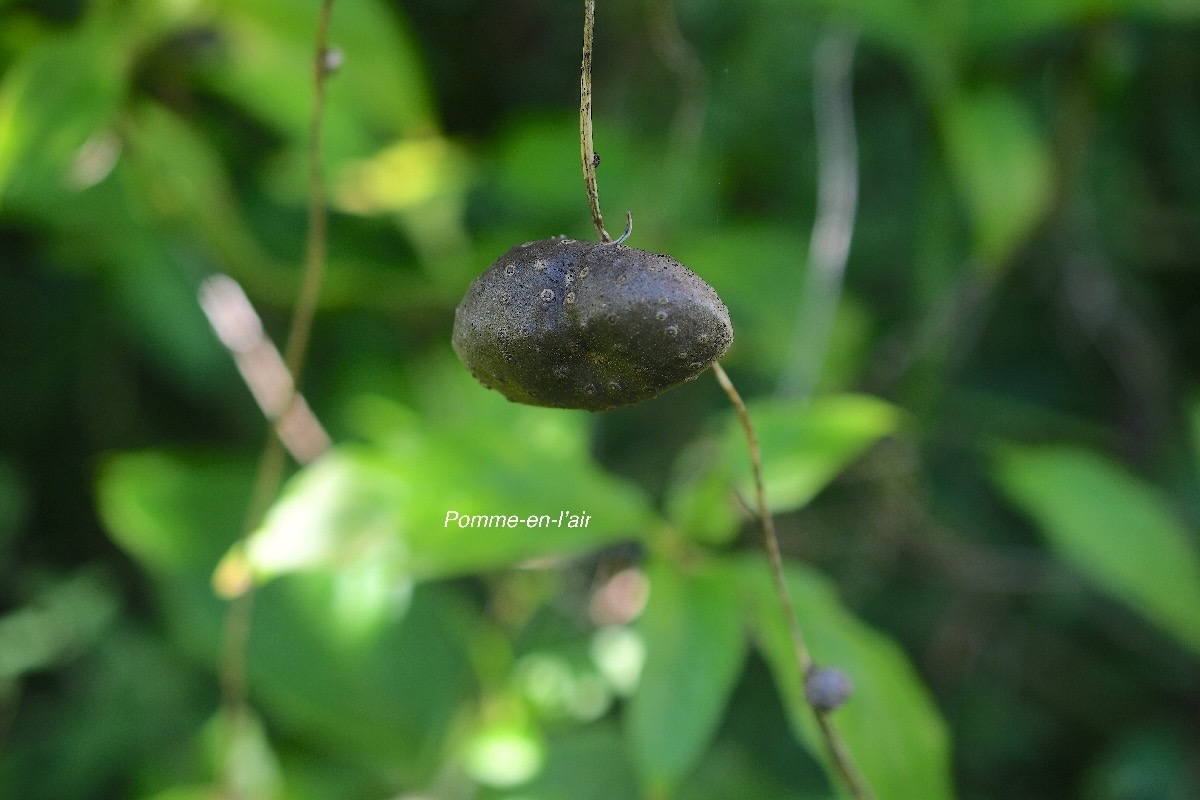 Dioscorea bulbifera Pomme -en-l'air Dioscoreaceae Afrique, Asie, Océanie 2936.jpeg