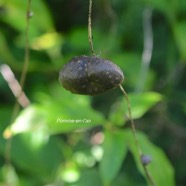 Dioscorea bulbifera Pomme -en-l'air Dioscoreaceae Afrique, Asie, Océanie 2936.jpeg