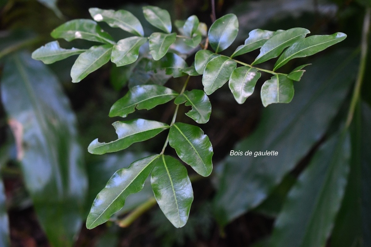 Doratoxylon apetalum Bois de gaulette Sa pindaceae Indigène La Réunion 2958.jpeg