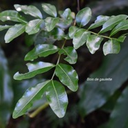 Doratoxylon apetalum Bois de gaulette Sa pindaceae Indigène La Réunion 2958.jpeg