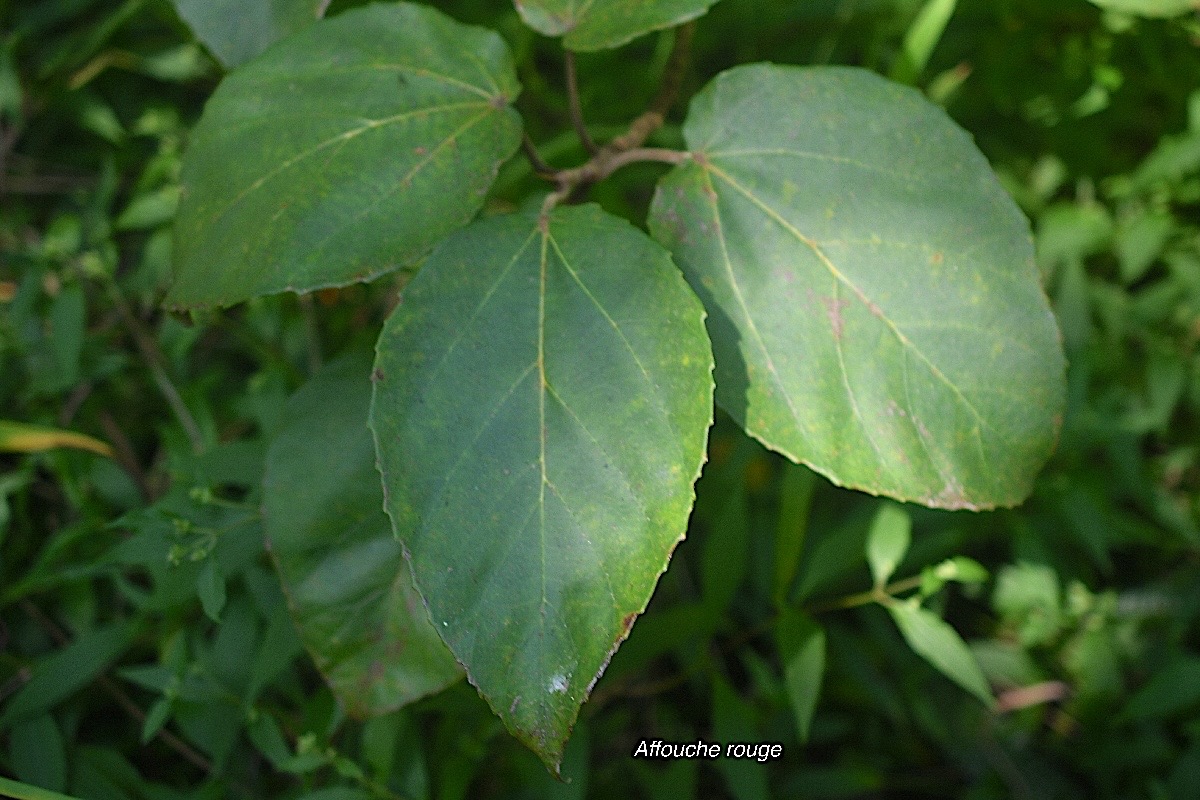 Ficus mauritiana Affouche rouge Moraceae  Endémique La Réunion, Maurice 2937.jpeg