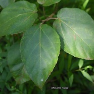 Ficus mauritiana Affouche rouge Moraceae  Endémique La Réunion, Maurice 2937.jpeg