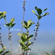 Geniostoma borbonicum Bois de piment Loganiac eae Endémique La Réunion, Maurice 2918.jpeg